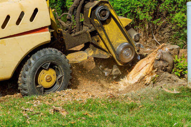 How Our Tree Care Process Works  in  Bagdad, AZ