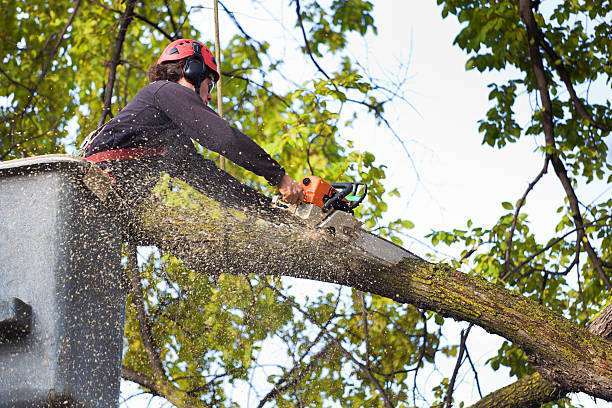 Best Tree and Shrub Care  in Bagdad, AZ